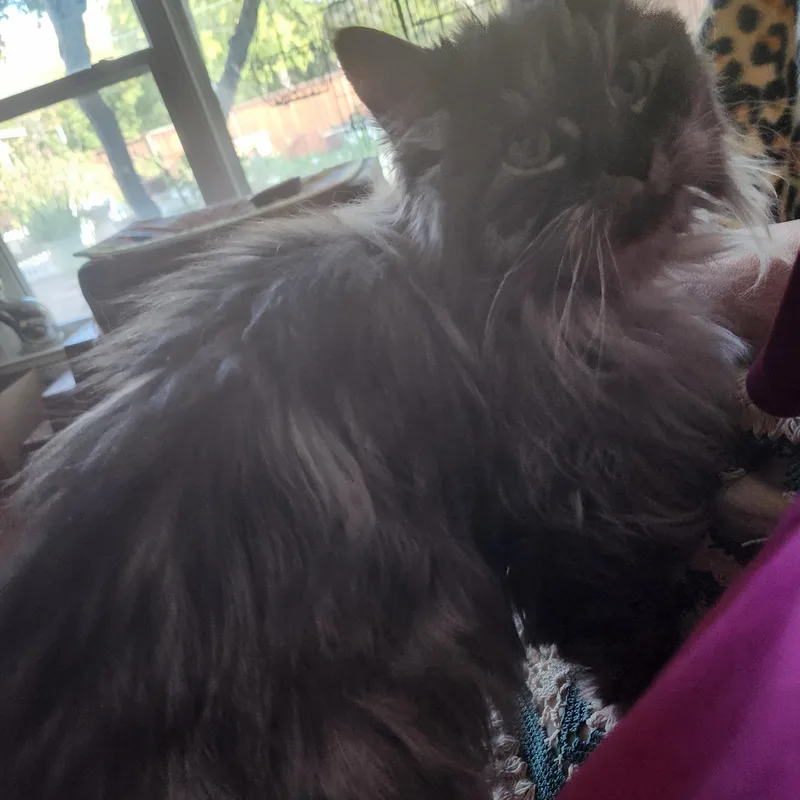 Miss Muffet thumbnail 6