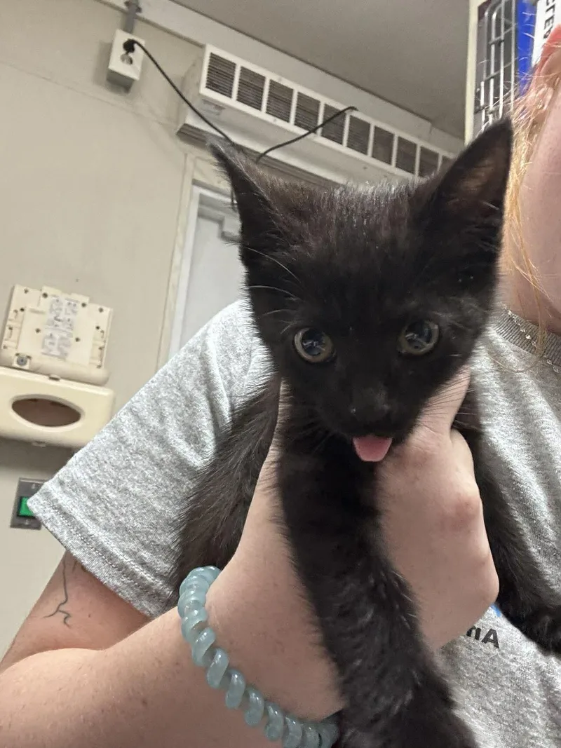 A young medium-sized male Black Domestic Short Hair cat named Unknown for adoption in Burgaw, NC