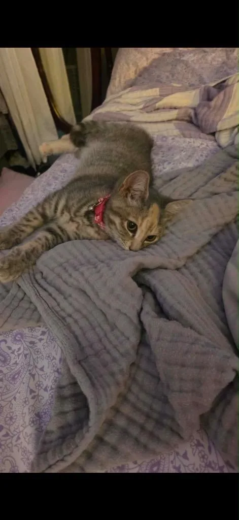 A baby small-sized female Domestic Short Hair cat named Stormy for adoption in Plattsburgh, NY