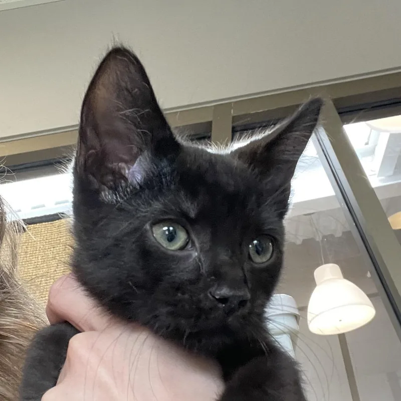 A baby small-sized male Domestic Short Hair cat named Secret Sauce for adoption in Chicago, IL