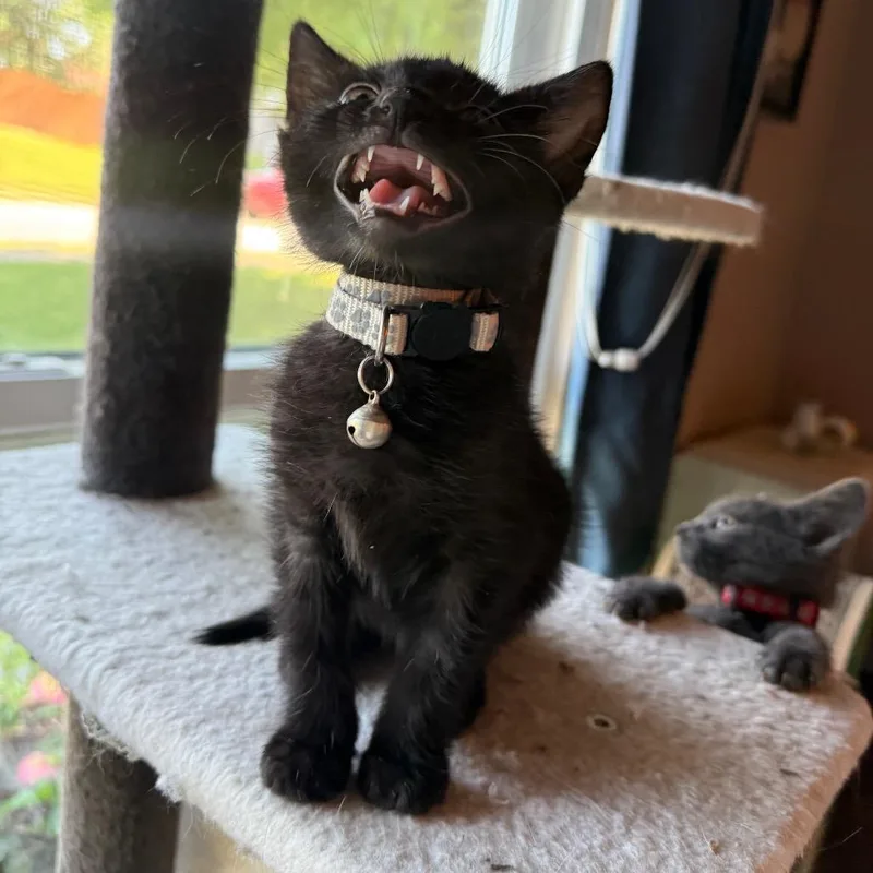A baby small-sized male Black Domestic Short Hair cat named Beanie Baby for adoption in Brownsboro, AL