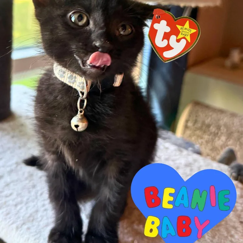 Beanie Baby thumbnail 5