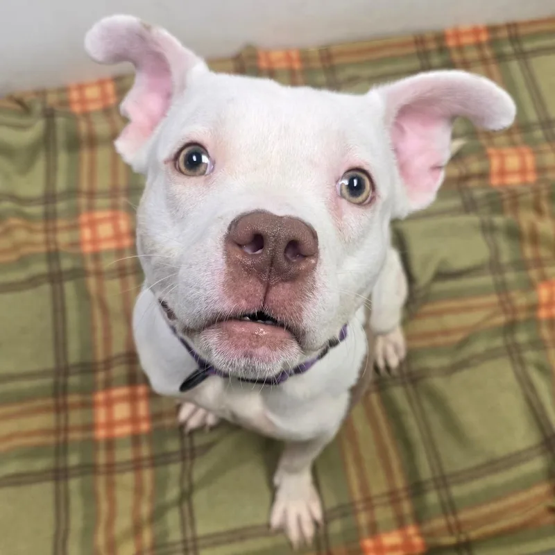 An adult medium-sized female White / Cream Pit Bull Terrier dog named Margaret for adoption in Columbia, MO