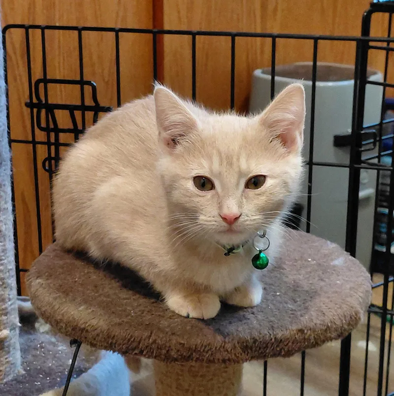 A baby medium-sized female Buff / Tan / Fawn Domestic Short Hair cat named Wrigley for adoption in Gettysburg, PA