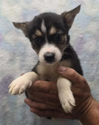 A baby small-sized female Siberian Husky dog named Rumi for adoption in Malvern, PA