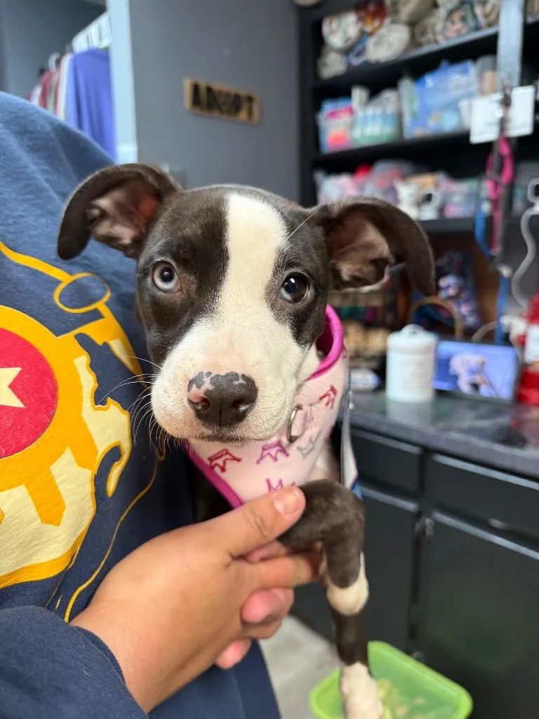A baby medium-sized female Pit Bull Terrier dog named Leah for adoption in Claremore, OK