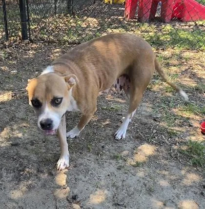 An adult medium-sized female Pit Bull Terrier dog named Diva for adoption in Conway, SC
