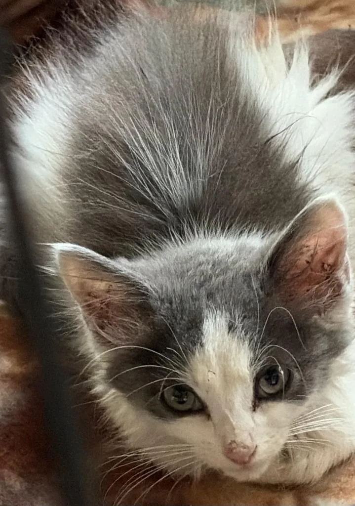A baby small-sized male Domestic Medium Hair cat named Ryder for adoption in Effingham, IL