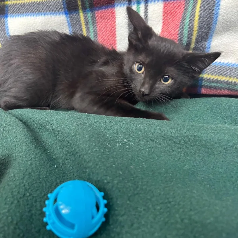 A baby small-sized male Black Domestic Short Hair cat named Tee for adoption in Hawthorne, CA