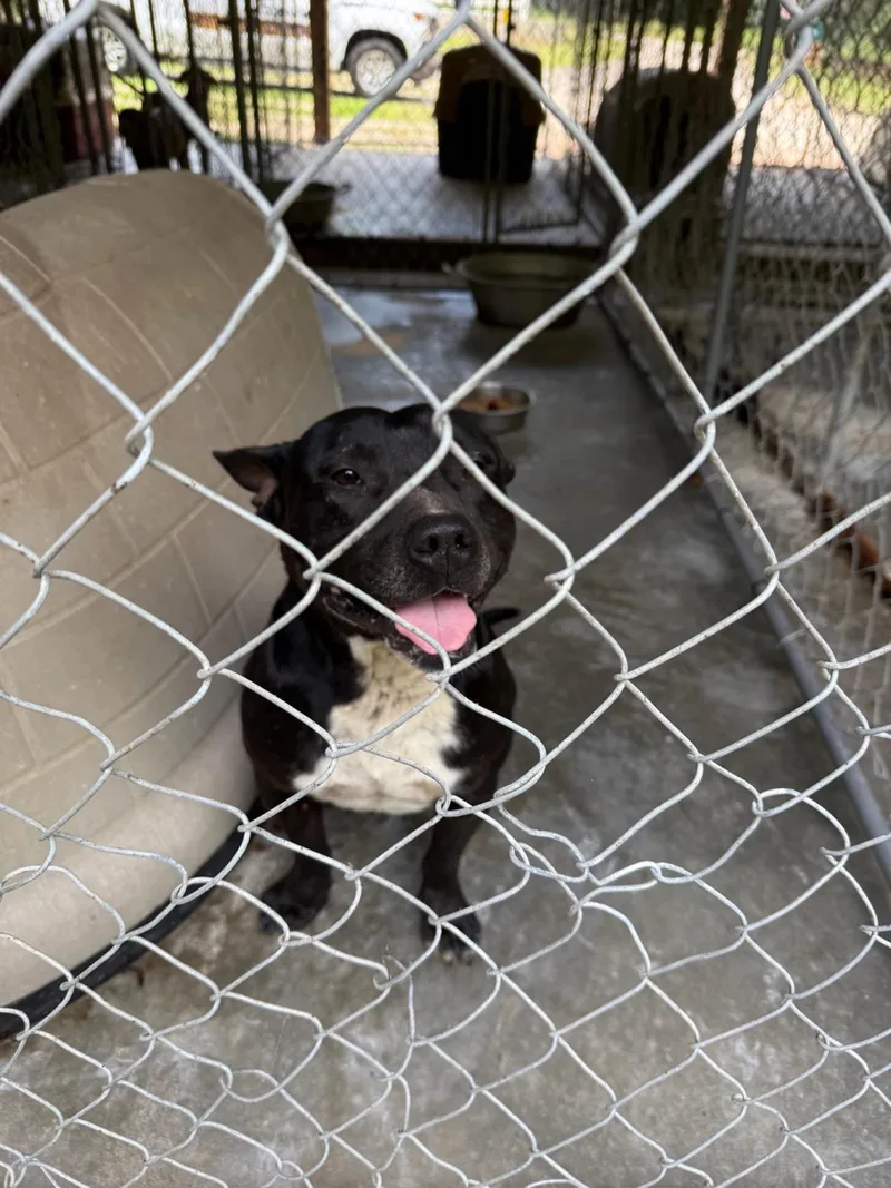 An adult medium-sized male Pit Bull Terrier dog named Shorty for adoption in Ozark, AL