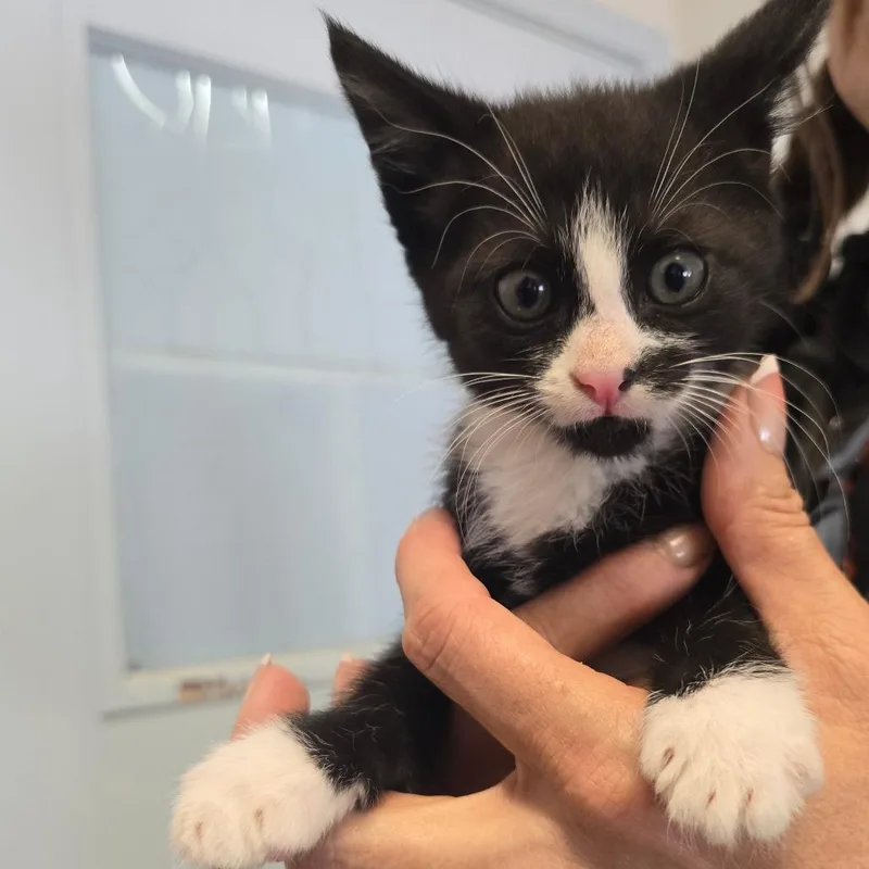 A baby small-sized male Black Domestic Short Hair cat named Zebra for adoption in Fort Bragg, CA