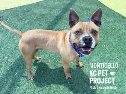 An adult large-sized male Brown / Chocolate Pit Bull Terrier dog named Monticello for adoption in Kansas City, MO