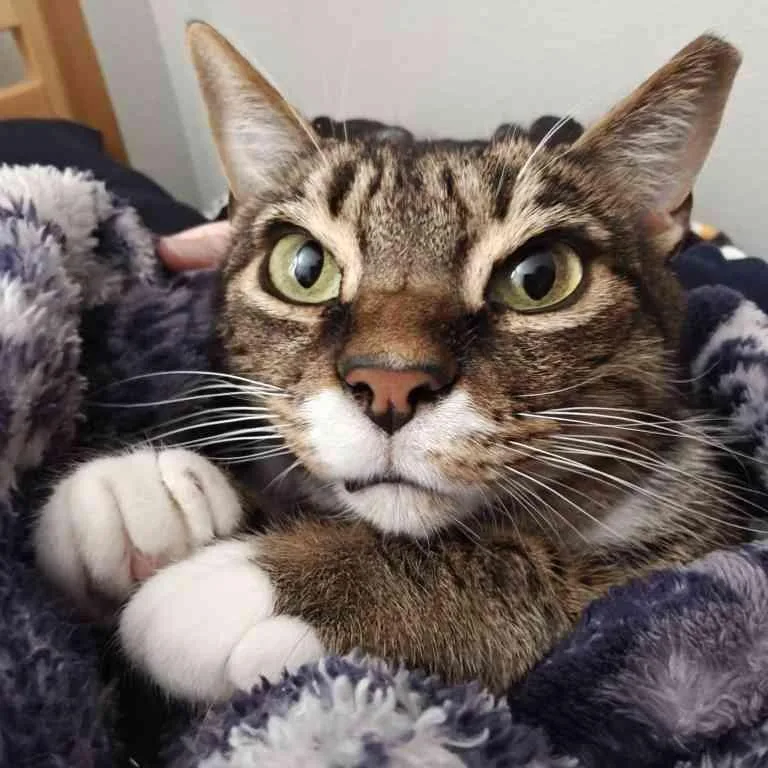 Basil