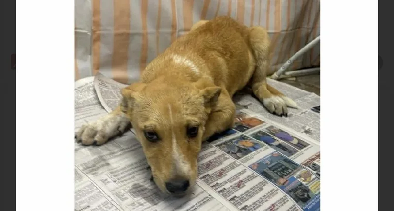 A baby medium-sized male Labrador Retriever dog named Jent for adoption in Willingboro, NJ