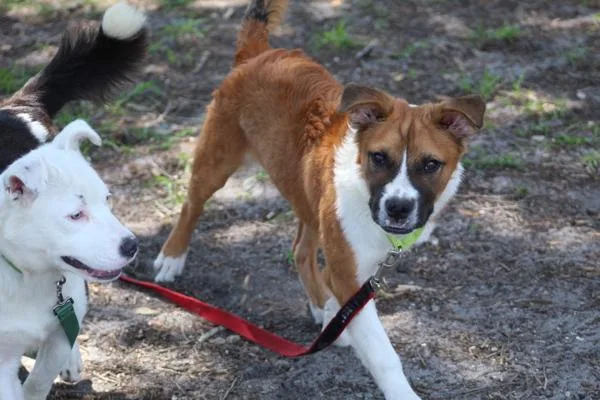 A young medium-sized male Mixed Breed dog named Sheldon for adoption in Melbourne, FL