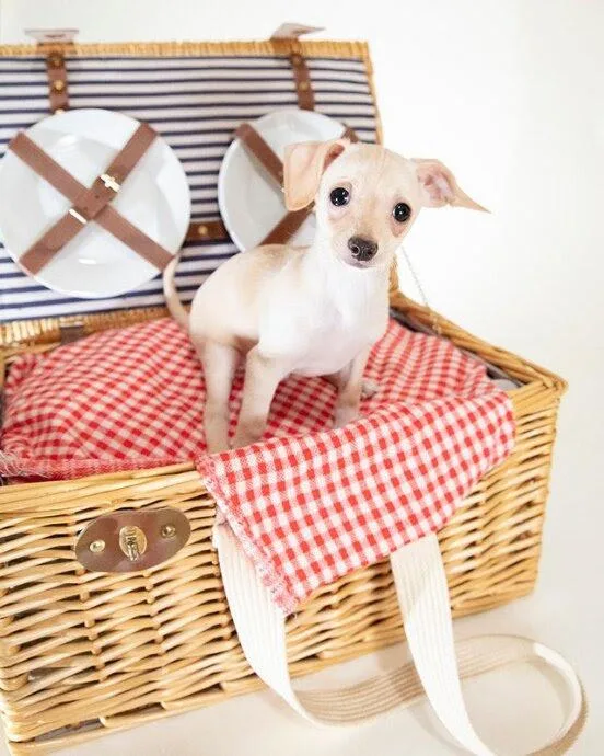 A baby small-sized male Apricot / Beige Chihuahua dog named Sandee for adoption in Coachella, CA