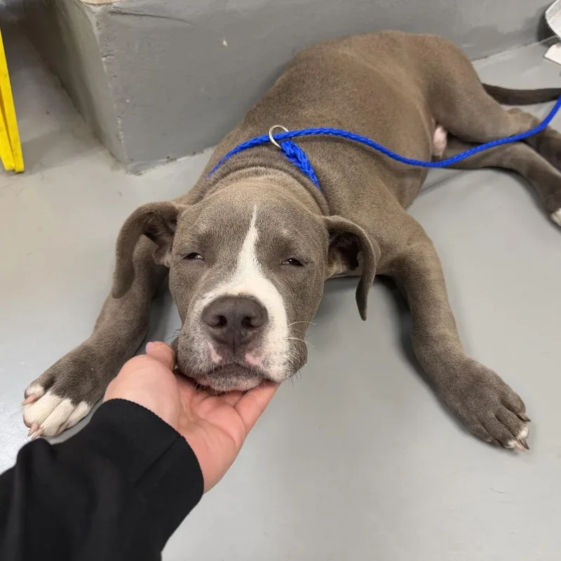 A baby medium-sized male Gray / Blue / Silver Pit Bull Terrier dog named Rivet for adoption in Northbrook, IL