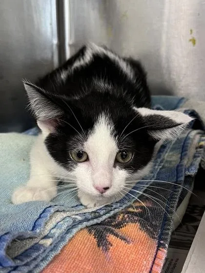 A baby small-sized male Domestic Short Hair cat named Rowan for adoption in Houston, TX