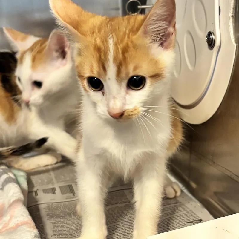 A baby small-sized male Orange / Red Domestic Short Hair cat named Burrito for adoption in Belleville, IL