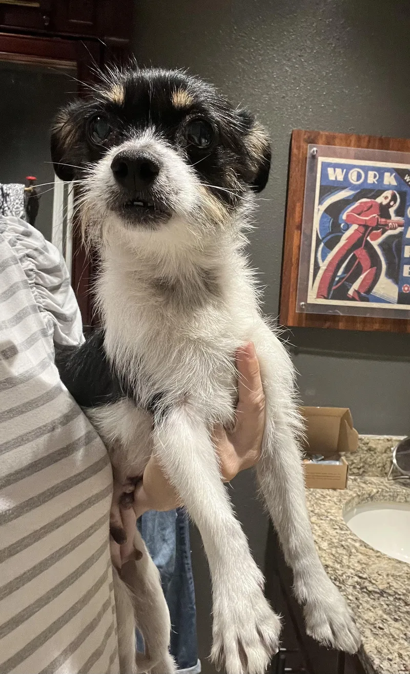 An adult small-sized female Bicolor Chihuahua dog named Wilhelmina for adoption in Longwood, FL