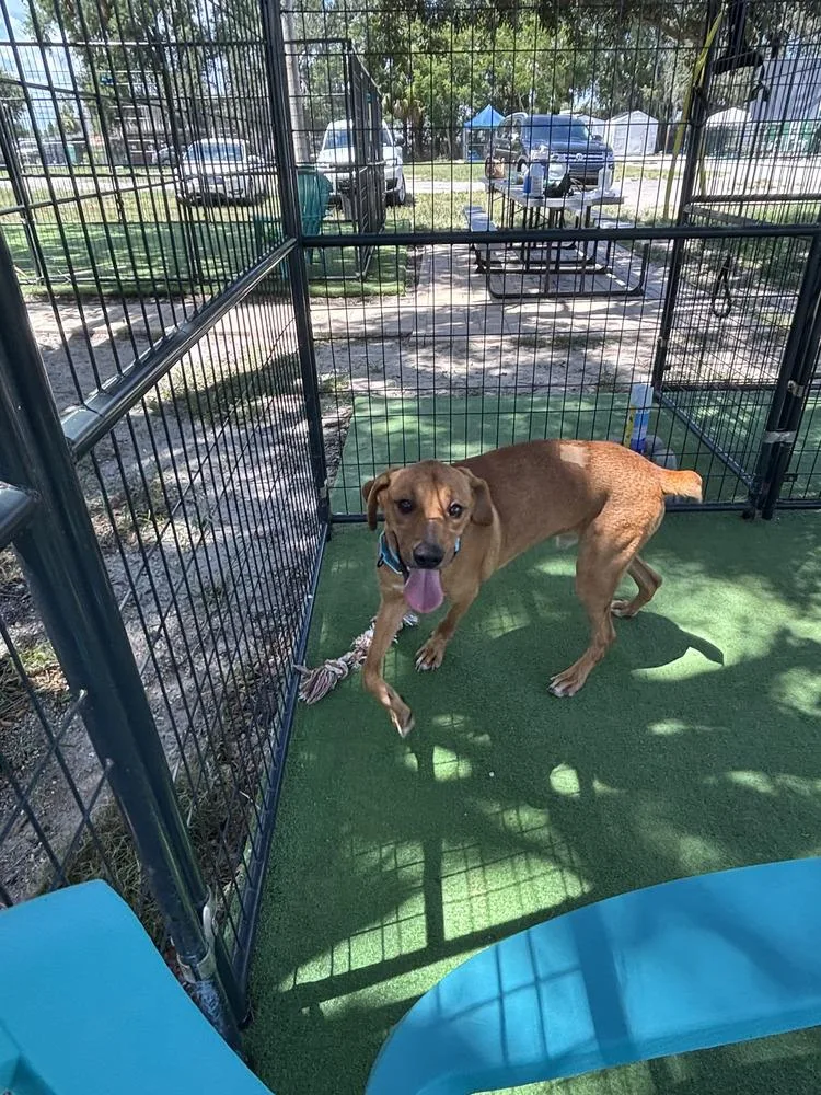 An adult medium-sized male Brown / Chocolate American Bulldog dog named Copper Top for adoption in Lakeland, FL