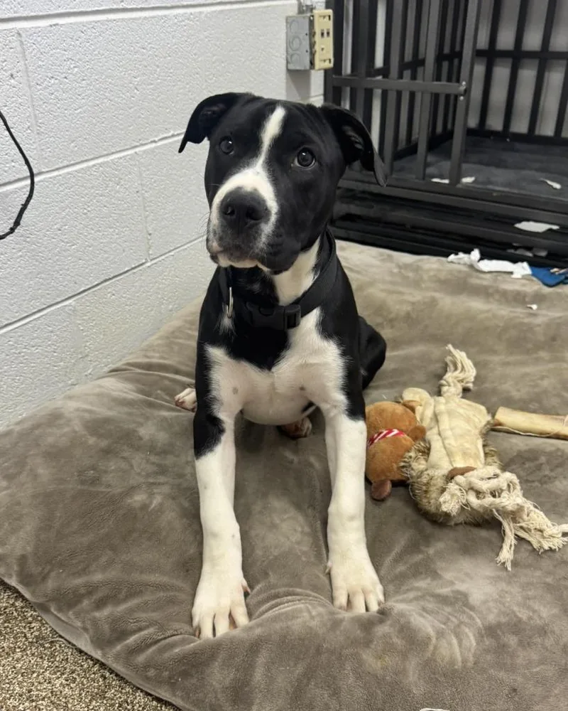A baby large-sized male Great Dane dog named Meeko for adoption in Maryville, TN