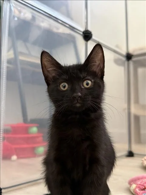 A baby small-sized female Domestic Short Hair cat named Yarasa for adoption in Van Nuys, CA