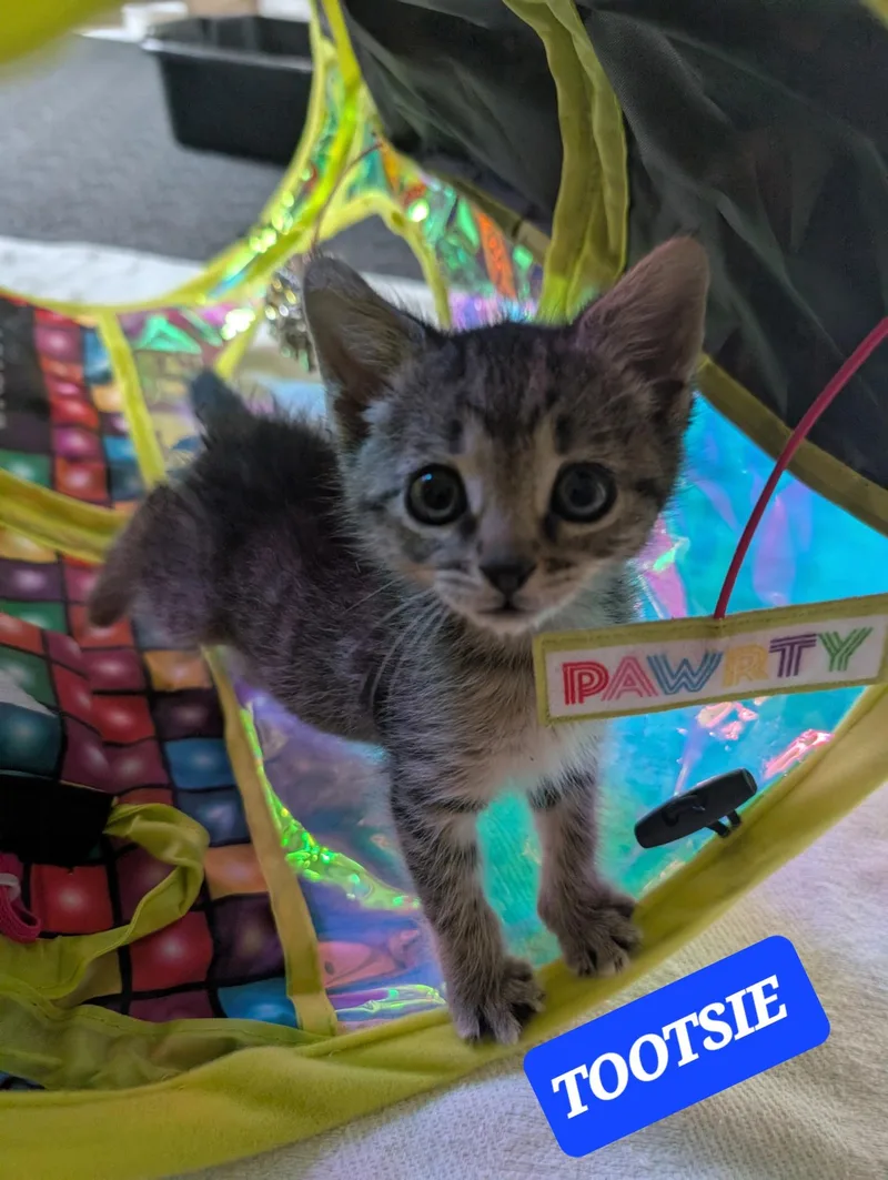 Tootsie thumbnail 2