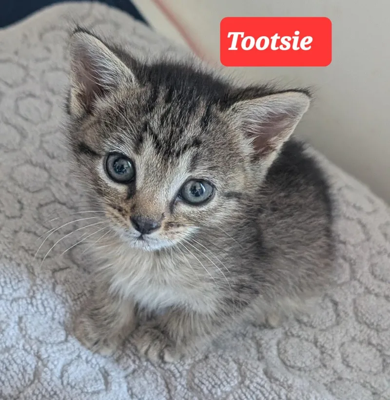 Tootsie thumbnail 3