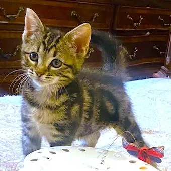 Rascally Ribbon  Pure thumbnail 3