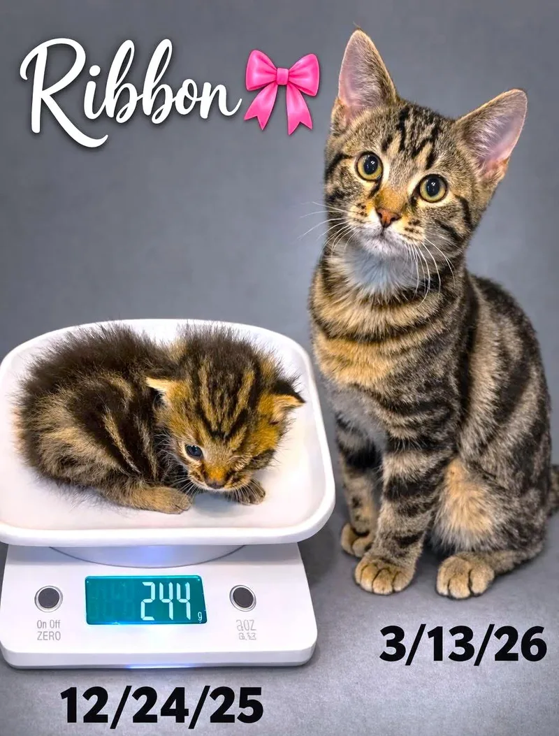 Rascally Ribbon  Pure thumbnail 4