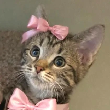 Rascally Ribbon  Pure thumbnail 5