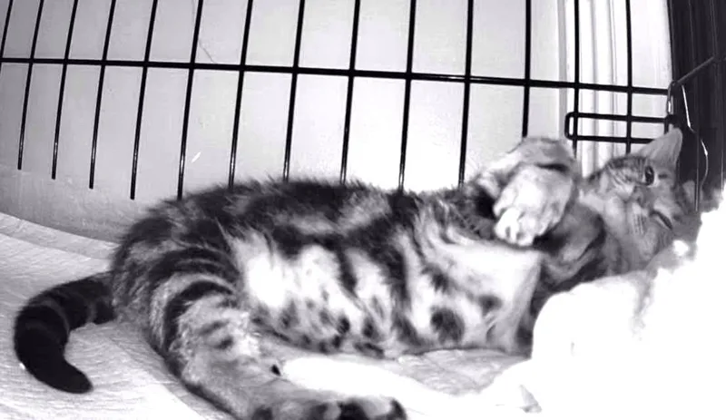 Rascally Ribbon  Pure thumbnail 6