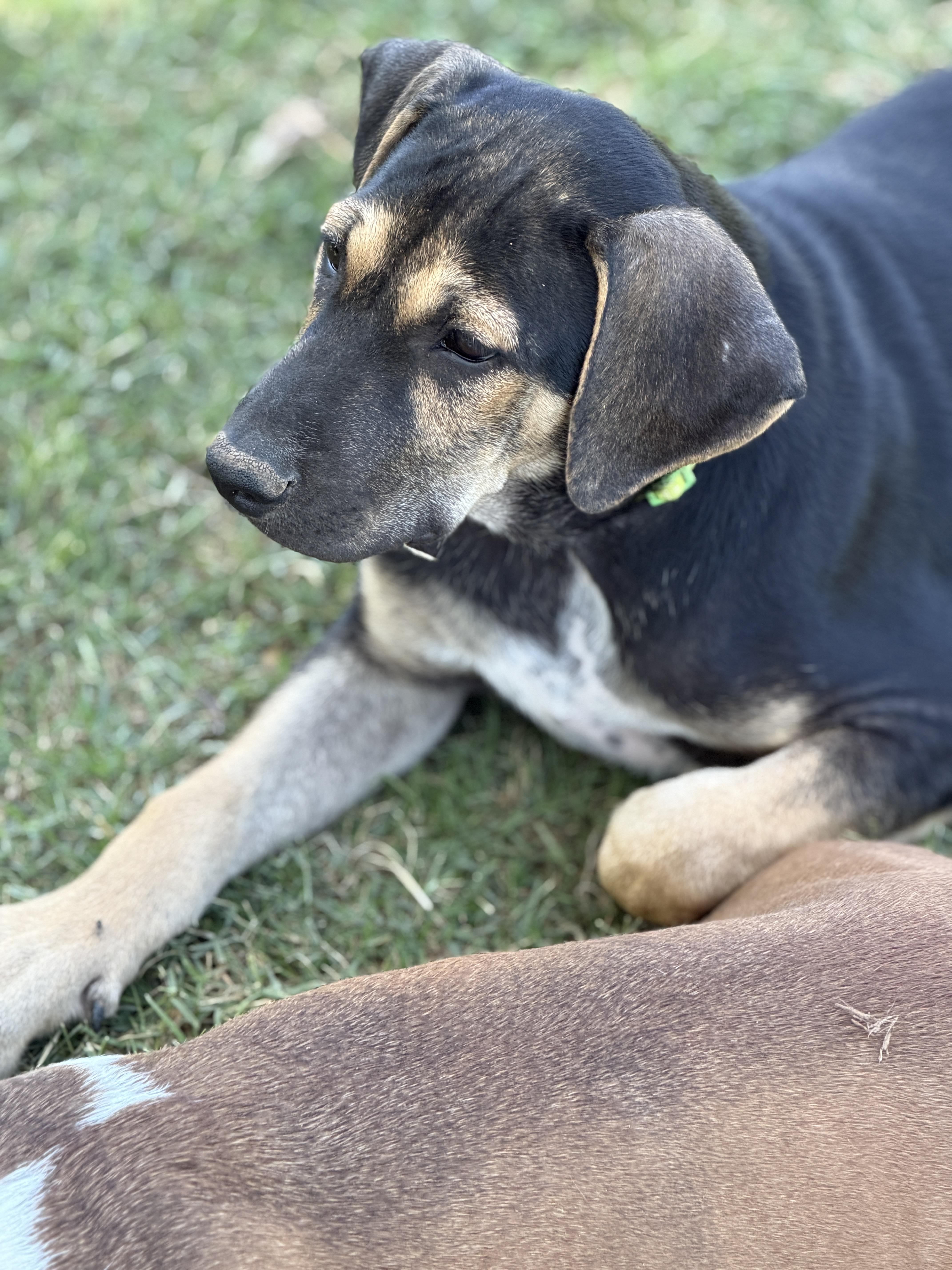 A baby large-sized male Labrador Retriever dog named Zane for adoption in Gilbert, AZ
