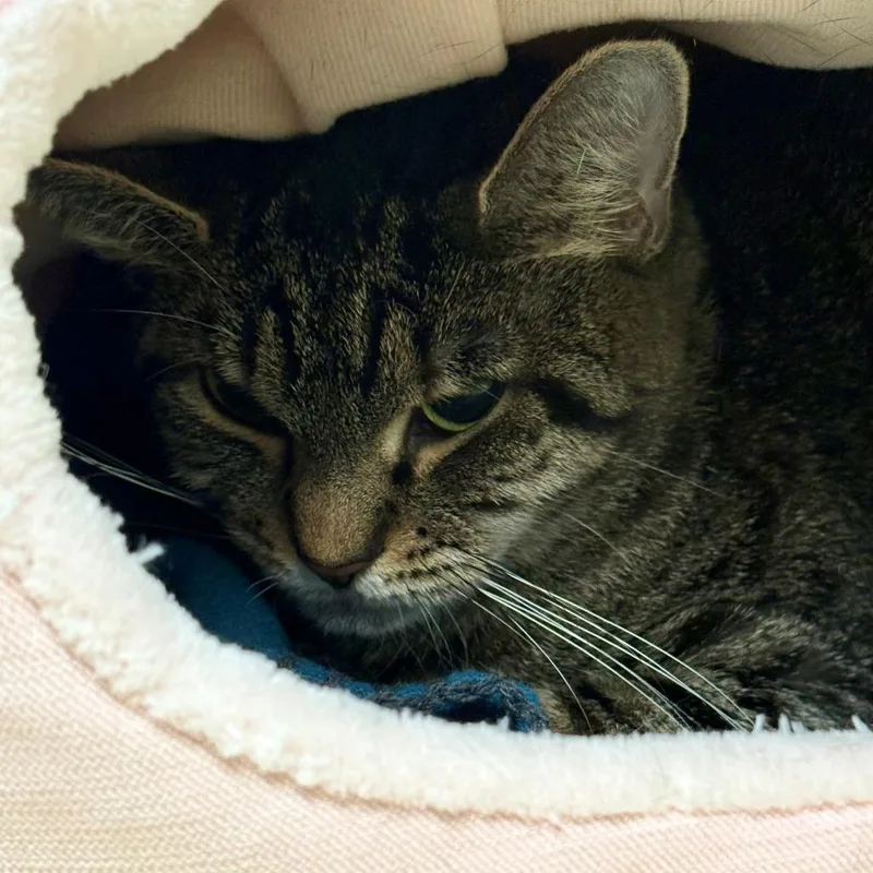 An adult medium-sized female Brown / Chocolate Domestic Short Hair cat named Ivy for adoption in East Hanover, NJ