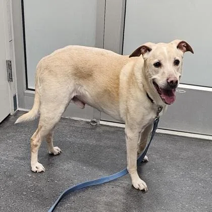 A senior large-sized male Labrador Retriever dog named Buddy for adoption in Scotia, NY