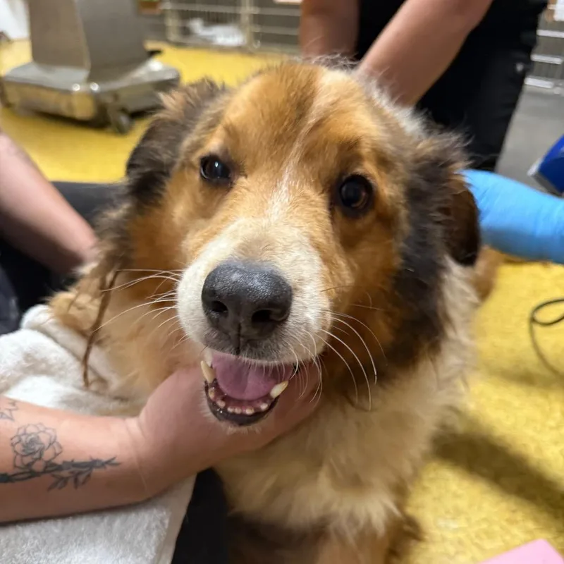 A senior medium-sized female Brown / Chocolate Australian Shepherd dog named Atlas for adoption in Wahiawa, HI