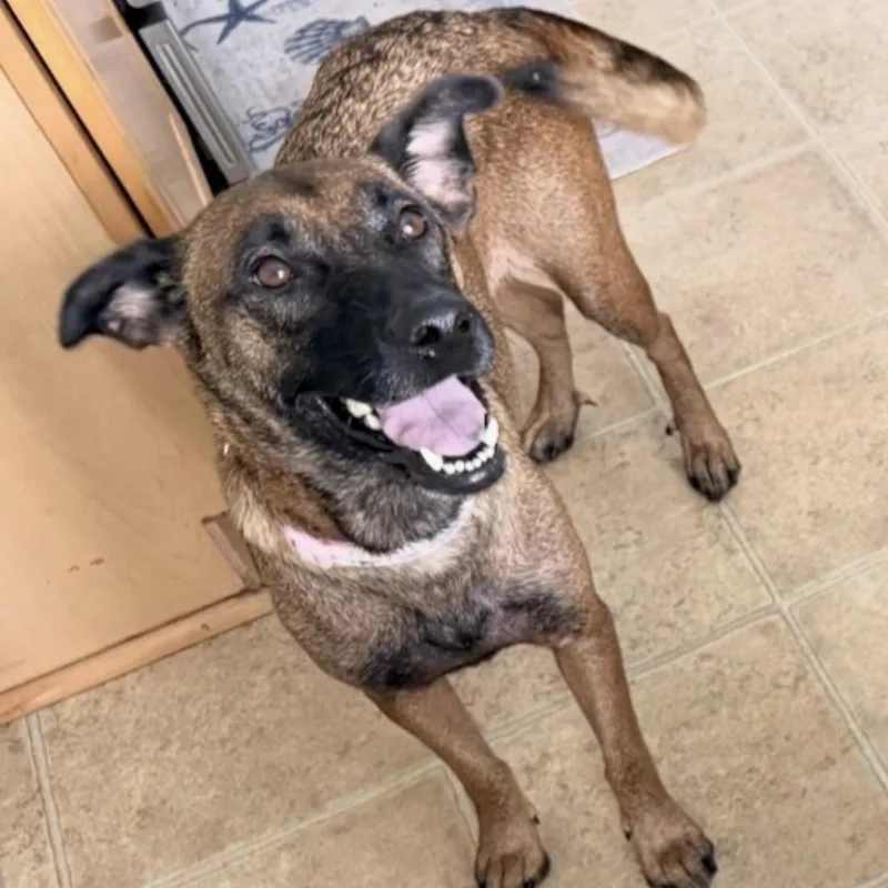 An adult medium-sized female Belgian Shepherd / Malinois dog named Kalina for adoption in Conway, SC