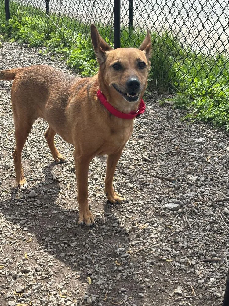 A senior medium-sized female Brown / Chocolate Terrier dog named Roxy Roo for adoption in Elmsford, NY