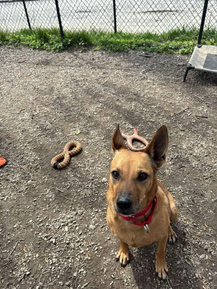 Roxy Roo thumbnail 2