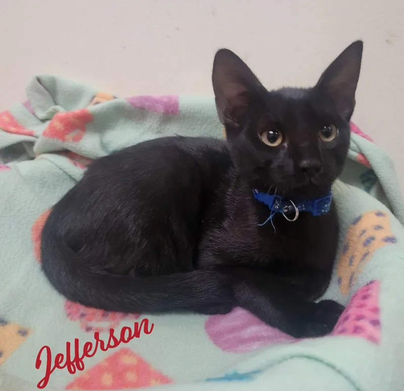 A baby medium-sized male Black Bombay cat named Jefferson Revolutionarybro for adoption in Houston, TX