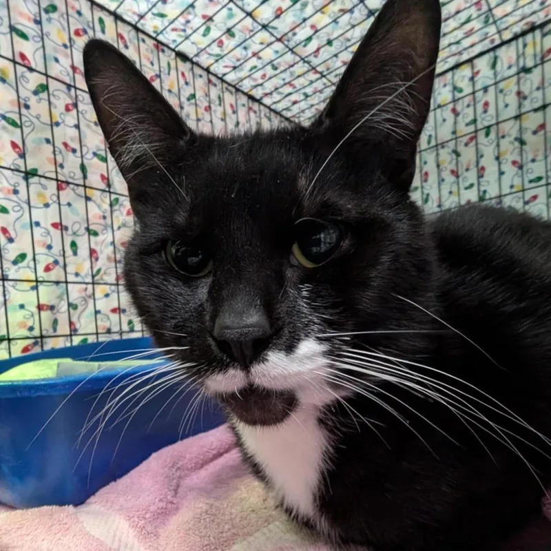 A young medium-sized male Black Domestic Short Hair cat named Hugo for adoption in Tacoma, WA