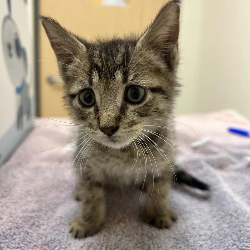 An adult large-sized male Domestic Short Hair cat named Mister for adoption in Jacksonville, FL