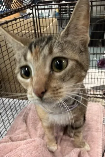 A young medium-sized female Domestic Short Hair cat named Serafina for adoption in Chatsworth, CA