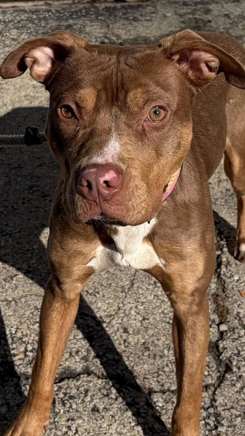 A young medium-sized female Tricolor (Brown, Black, & White) Mixed Breed dog named Audrey for adoption in McKeesport, PA