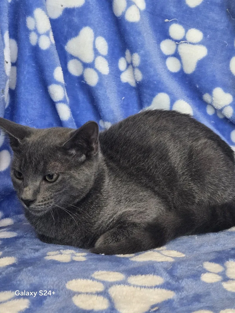 A young medium-sized male Gray / Blue / Silver Domestic Short Hair cat named Billy Bob for adoption in Pompano Beach, FL