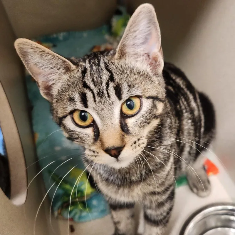 A baby medium-sized female Brown / Chocolate Domestic Short Hair cat named Dune for adoption in Reno, NV