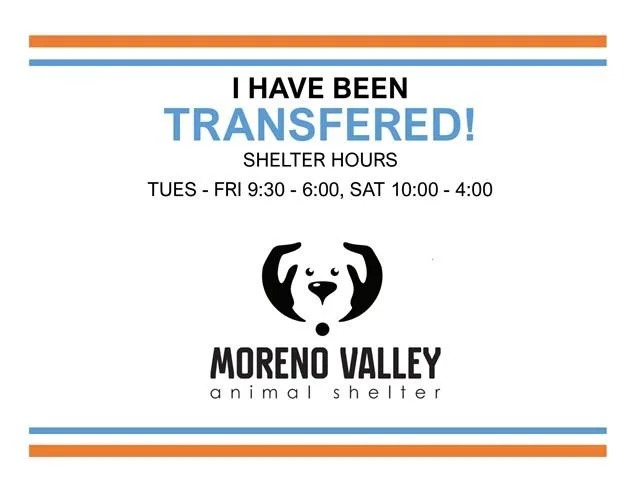 An adult small-sized male Chihuahua dog named Diego for adoption in Moreno Valley, CA