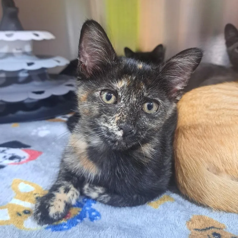 A baby small-sized female Domestic Short Hair cat named Maple Sugar for adoption in Pensacola, FL