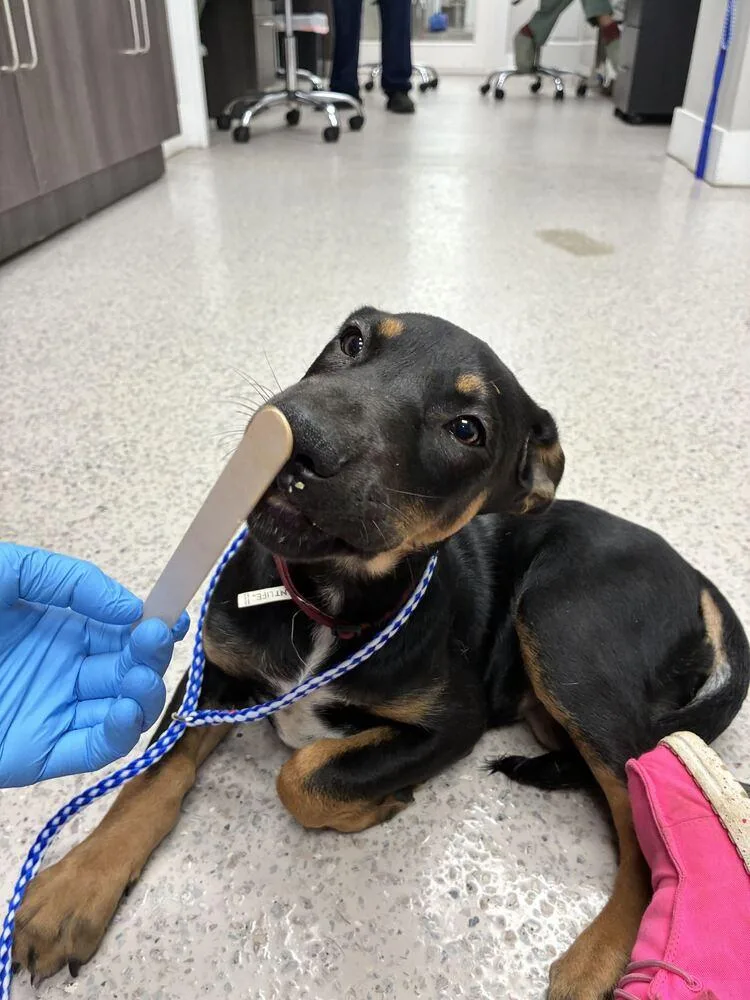 A baby medium-sized female Doberman Pinscher dog named Nutella for adoption in Marietta, GA